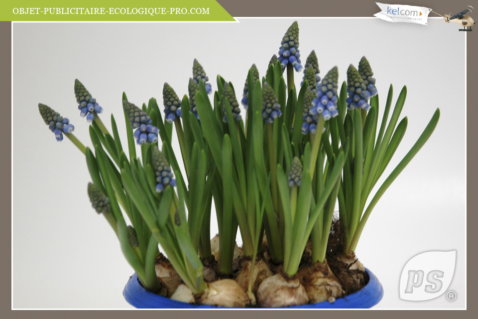 Muscari 