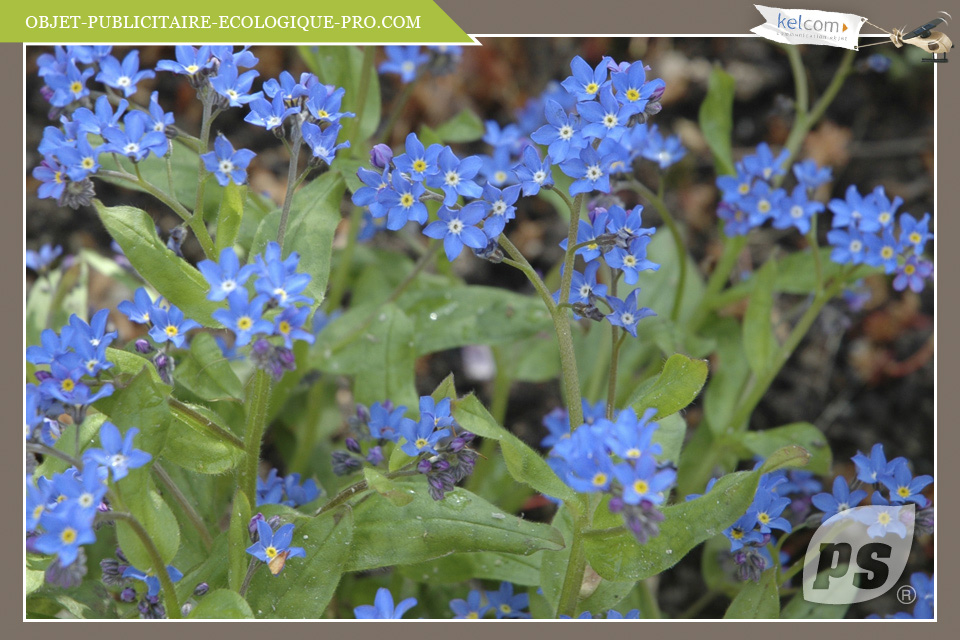 Myosotis 