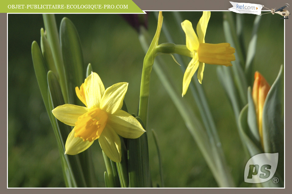 Narcisses tête à tête