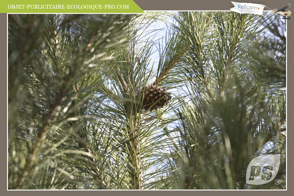 Pinus Pinea 