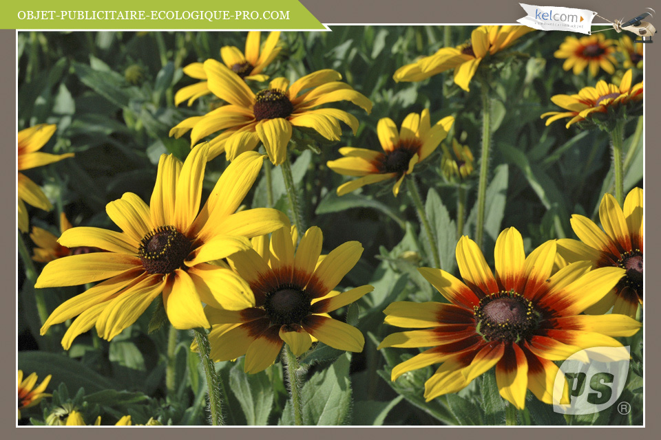 Rudbeckia 