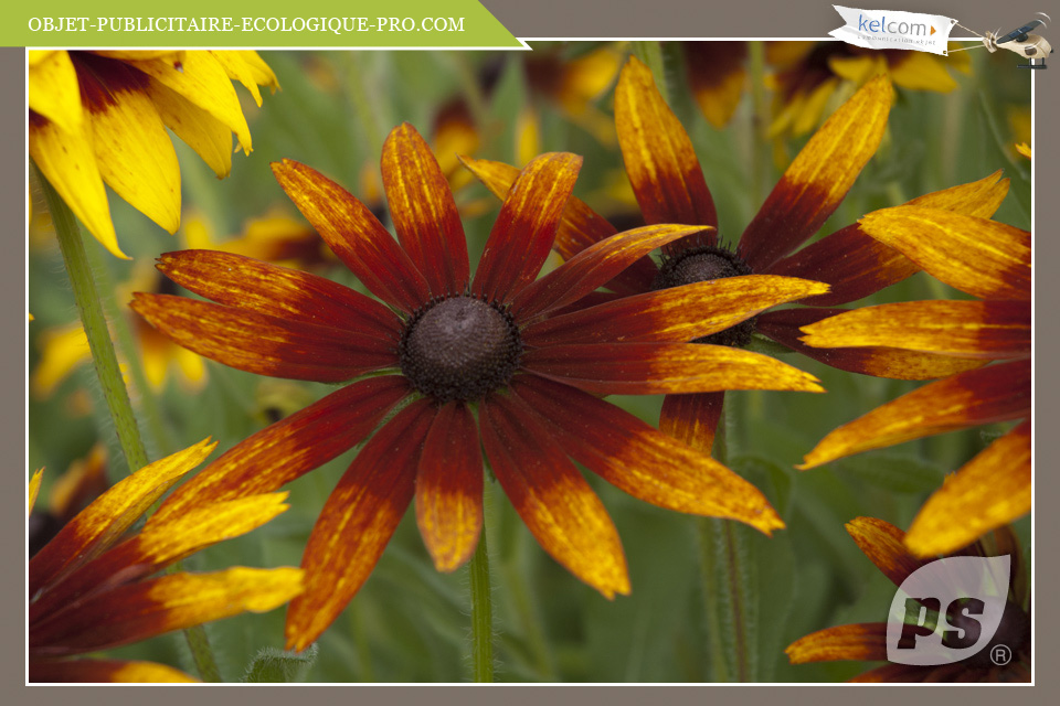 Rudbeckia 