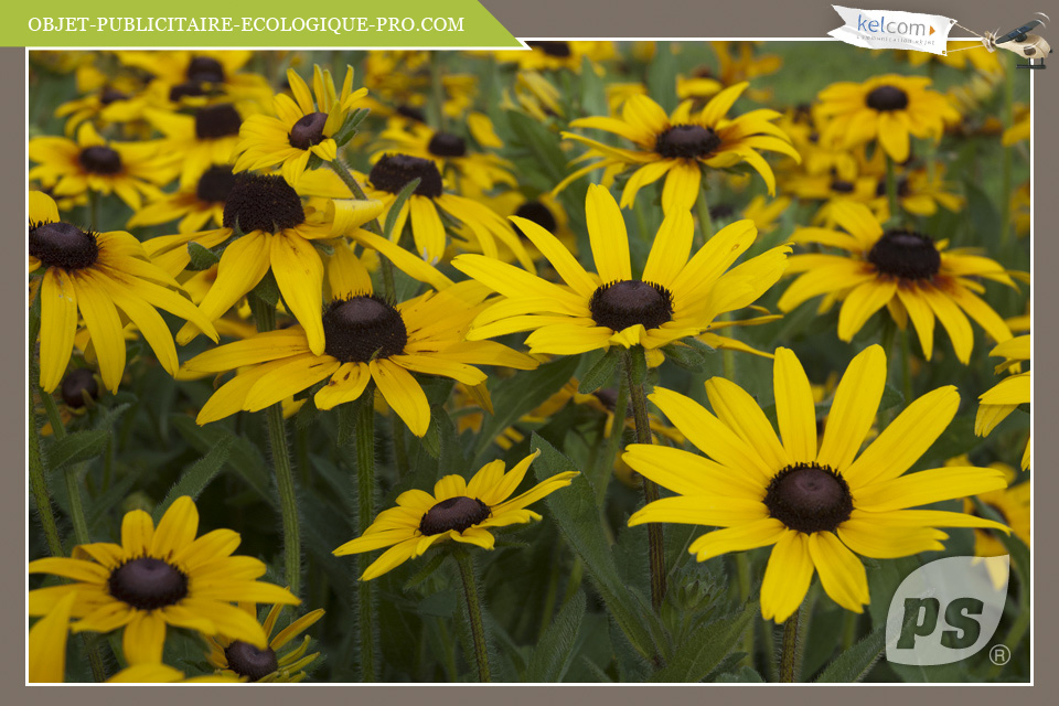 Rudbeckia 