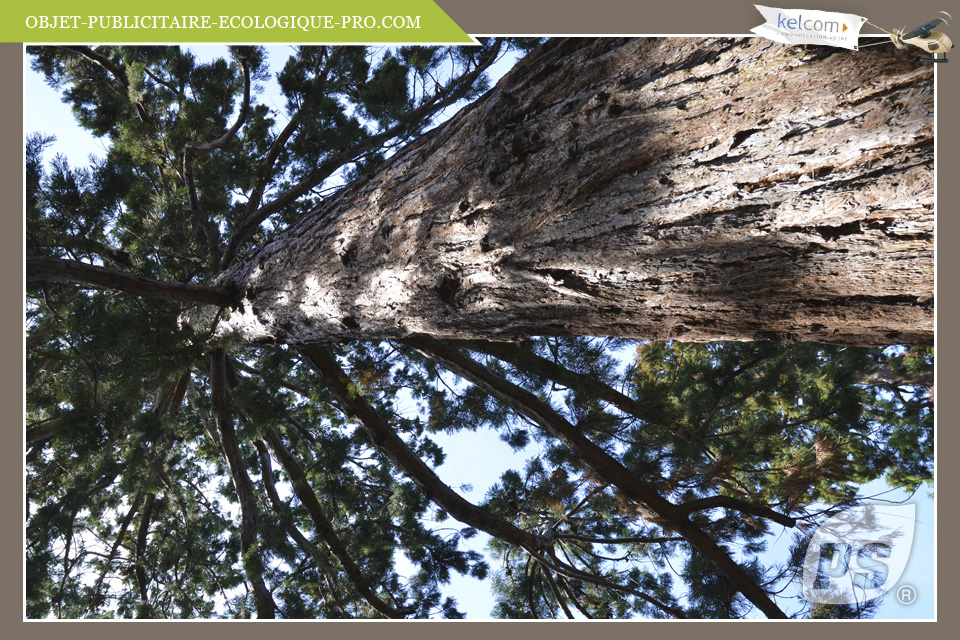 Séquoia Géant de Californie 
