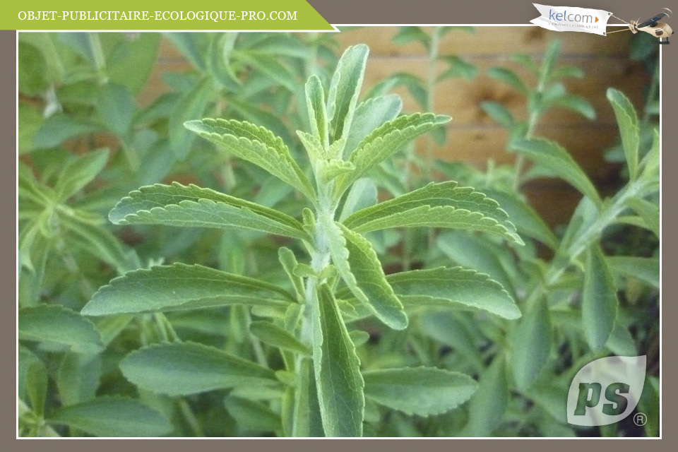 Stevia Rebaudinia 