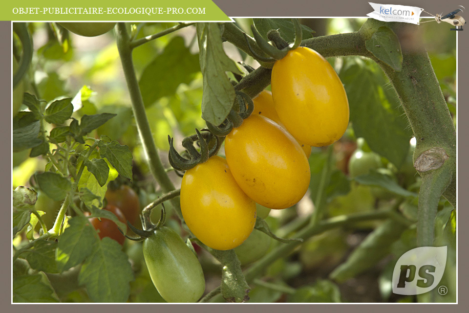 Tomate Poire jaune