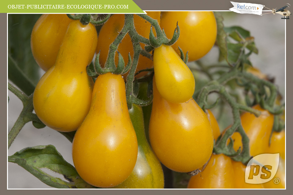 Tomate Poire jaune