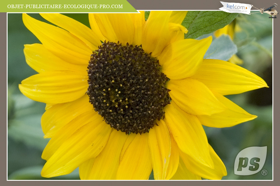 Tournesol Géant