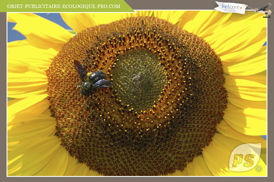 Tournesol Géant