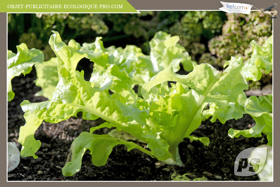 Salade à couper Feuille de chêne blonde