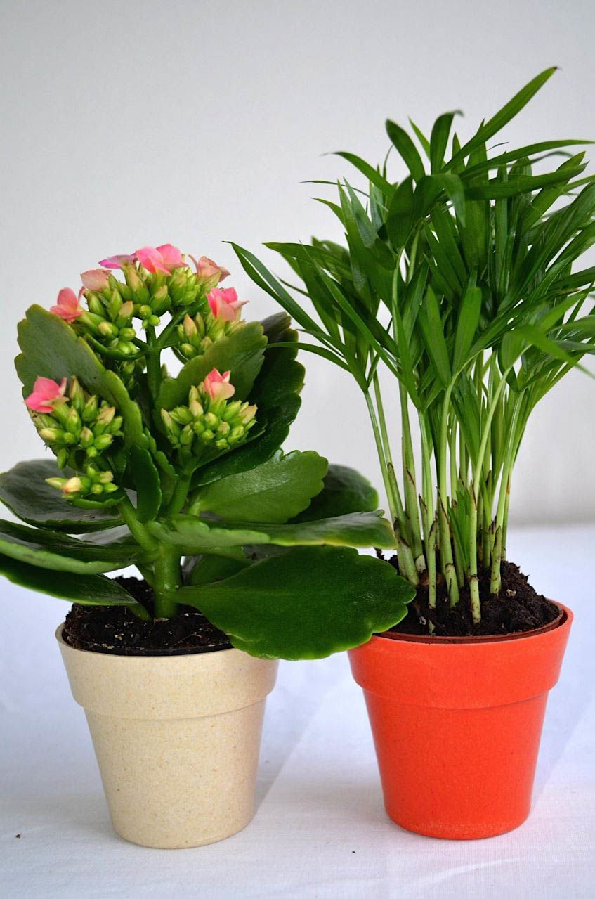 Plant D arbre  Prestige Bambou Objet  Publicitaire 