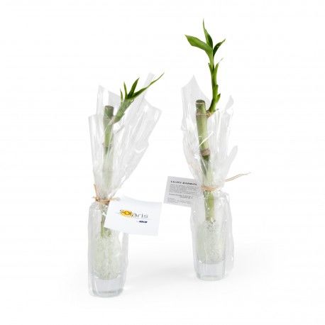 Le Bambou Vase | Objet Publicitaire Écologique