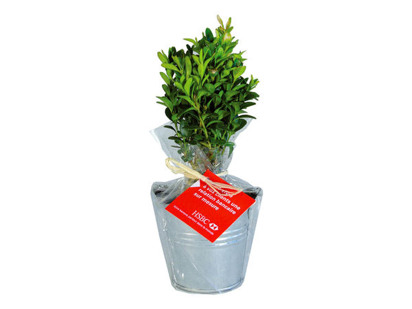 Plant D'Arbre En Pot Zinc - Feuillus | Objet Publicitaire Écologique 2