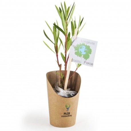 Plant De Laurier Kraft | Objet Publicitaire Écologique