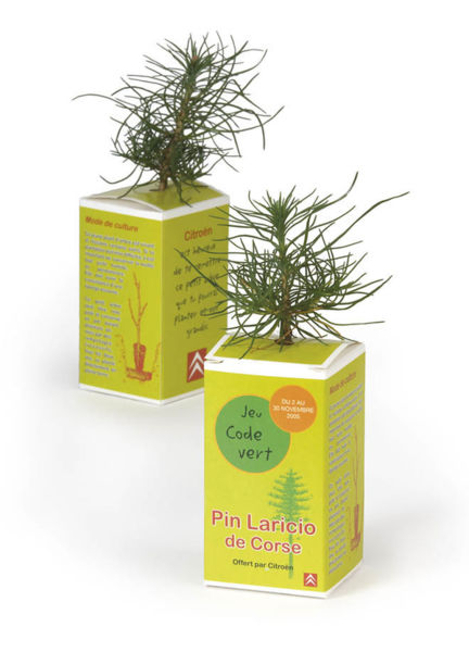 Plant De Pin Cube Carton | Objet Publicitaire Écologique