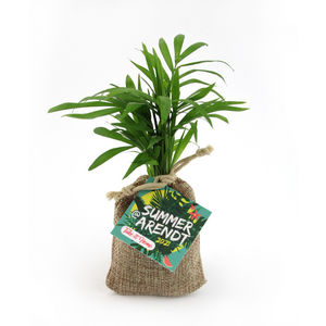 Mini plante pochon | Mini plant d'arbre publicitaire 1