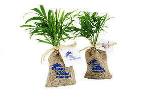 Mini plante pochon | Mini plant d'arbre publicitaire 4