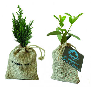 Mini plante pochon | Mini plant d'arbre publicitaire 5