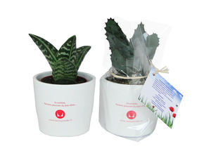 Mini Plante Dépolluante - Céramique | Objet Publicitaire Écologique 11