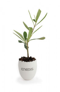 Œuf mini plante | Œuf mini plant d'arbre personnalisé 3