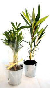 Plant D'Arbre En Pot Zinc - Feuillus | Objet Publicitaire Écologique