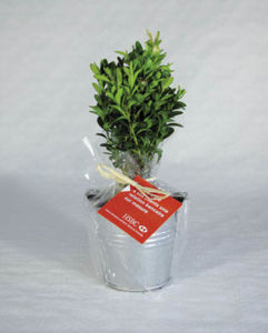 Plant D'Arbre En Pot Zinc - Feuillus | Objet Publicitaire Écologique 3