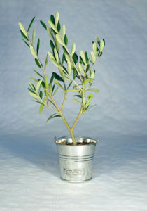 Plant D'Arbre Prestige - Zinc | Objet Publicitaire Écologique 3