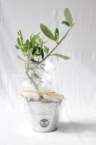 Plant D'Arbre Prestige - Zinc | Objet Publicitaire Écologique 5