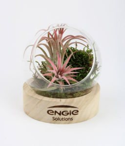 Terrarium socle | Terrarium publicitaire 5