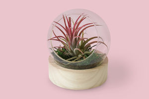 Terrarium socle | Terrarium publicitaire 7